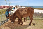 Algarve_nature_week (42).JPG