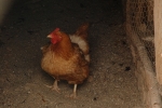 Quinta_pedagogica_cachopo (20).JPG