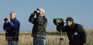 SAGRES: Festival de observação de aves com recorde de participantes