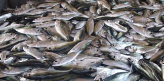 Pescadores de Olhão vendem carapau a dois cêntimos o quilo