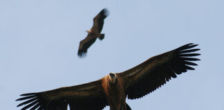 GNR capturou dois grifos no Algarve e entregou-os em centro de recuperação