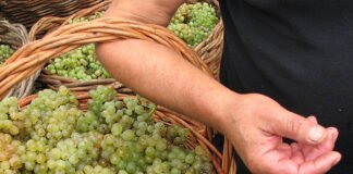 Algarve com aumentos estimados de 20% na produção de uva e 10% no vinho