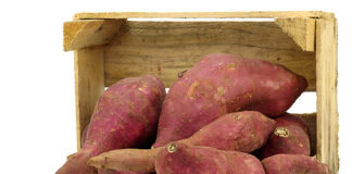 Aljezur acolhe I Jornadas Técnicas sobre Batata-Doce