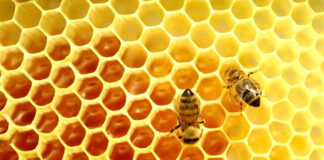 Organização de produtores e marca própria podem valorizar mel do Algarve