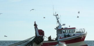 Armadores do cerco do Algarve ameaçam parar até definição de regras da venda do pescado