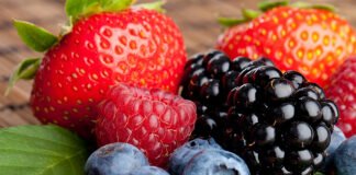 Empresa produtora de frutos vermelhos vai investir 600 milhões de euros em Tavira