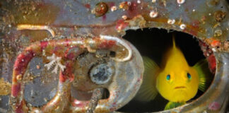 Baixa de Faro recebe exposição de fotografias dos oceanos e mundo subaquático