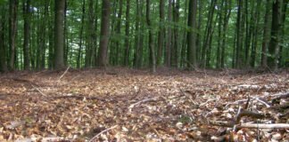 Algarve quer aproveitar biomassa para rentabilizar floresta regional