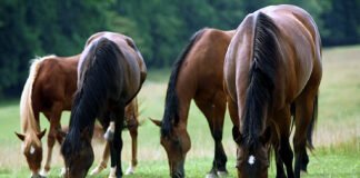Olhão apreende primeiros cavalos desde entrada em vigor de novo regulamento municipal