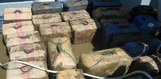 GNR apreende mais de 70.000 doses de droga em Albufeira