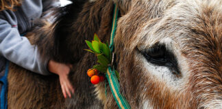 Aljezur é montra do Turismo de Natureza algarvio até domingo