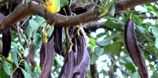 Jovens agricultores participam em jornadas sobre frutos típicos algarvios