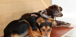 Voluntárias dizem que há maus tratos a animais no canil de Lagos