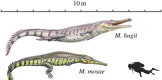Vestígios do maior “crocodilo” do Jurássico encontrados no Algarve