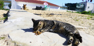 Associação Animais de Rua esterilizou 161 dos 230 gatos errantes da ilha de Faro