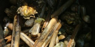 Cooperativa de Olhão abre centro para depurar bivalves após espera de dez anos
