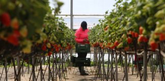 Citricultura algarvia passa dificuldades enquanto frutos vermelhos prosperam