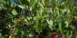 PS quer parar certificação “Medronho do Algarve” com produções do Alentejo