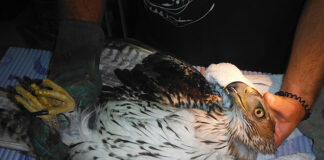 Águia de Bonelli abatida a tiro na serra de Tavira