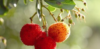 Produtores algarvios lamentam contestação alentejana à indicação “Medronho Algarve”