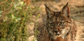 Lince nascido em Silves e libertado em Espanha detetado no concelho onde nasceu