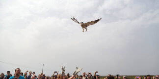 Organização diz que festival de observação de aves de Sagres bateu recordes este ano