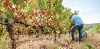 Produção algarvia de vinho aumenta apesar da seca
