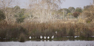 Parlamento pede ao Governo para preservar zonas húmidas do Algarve