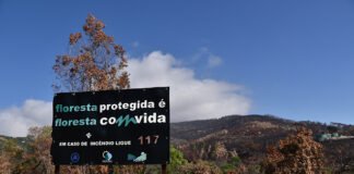 Observatório diz que linha elétrica poderá estar na origem do fogo de Monchique