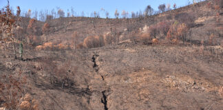 Parlamento recomenda procedimento simplificado para apoiar vítimas do incêndio de Monchique