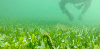 Cavalos-marinhos da Ria Formosa podem ter refúgios com videovigilância em 2020