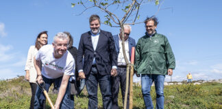 Parte da área ardida na serra de Monchique começou hoje a ser renaturalizada