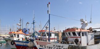 Pescadores algarvios acusam os da região Norte de esgotarem a quota de biqueirão
