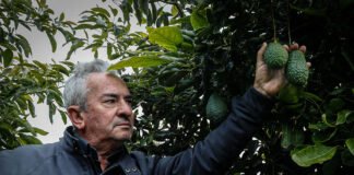 Microclima e aumento da procura fazem produção de abacate disparar no Algarve