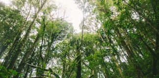 Portugal associa-se a Semana «Laudato Si’» convocada pelo Papa