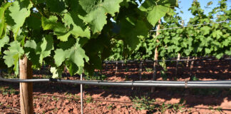 Seca: Algarve tem “obrigação” de reutilizar águas tratadas na agricultura