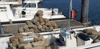 GNR apreende cinco toneladas de berbigão em Faro no valor de 25 mil euros