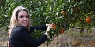 Município de Silves lançou a ‘Rota da Laranja’ para dar a conhecer o concelho