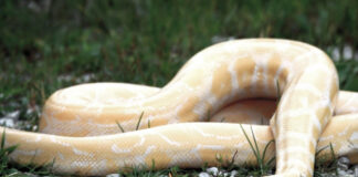 Cobra pitão albina de quatro metros capturada na Fonte da Benémola