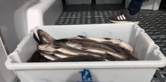 Covid-19: Piscicultura de Olhão oferece produção de pescado aos mais necessitados