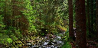 Vaticano promove ano especial dedicado à «Laudato si»