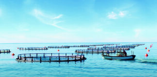 Sonae MC investe 25 milhões de euros em produção de dourada no Algarve até 2022