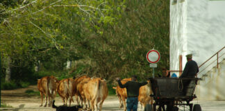 Em vias de extinção vaca algarvia é “salva” por projeto de recuperação