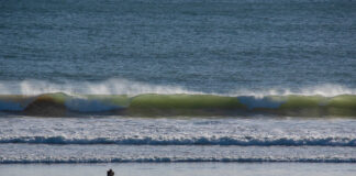Participantes na Jornada Mundial da Juventude realizam ação ambiental na cidade de Faro