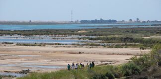 Escuteiros algarvios comemoraram o Dia da II Secção em Olhão
